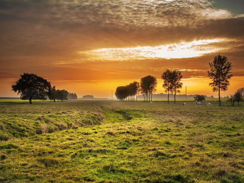 Đĩa Gốm Chu Đậu Hoa Lam — ảnh 2